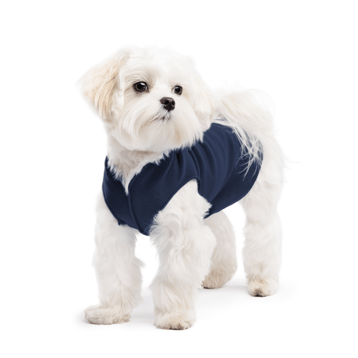 A white maltese dog wearing a navy stretch fleece on a white background