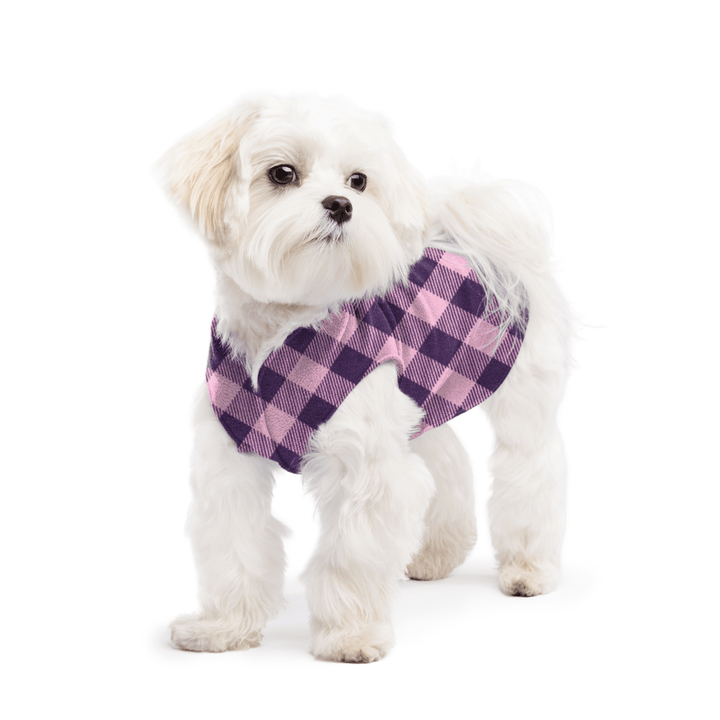 A white maltese dog wearing a rose and huckleberry buffalo check stretch fleece on a white background