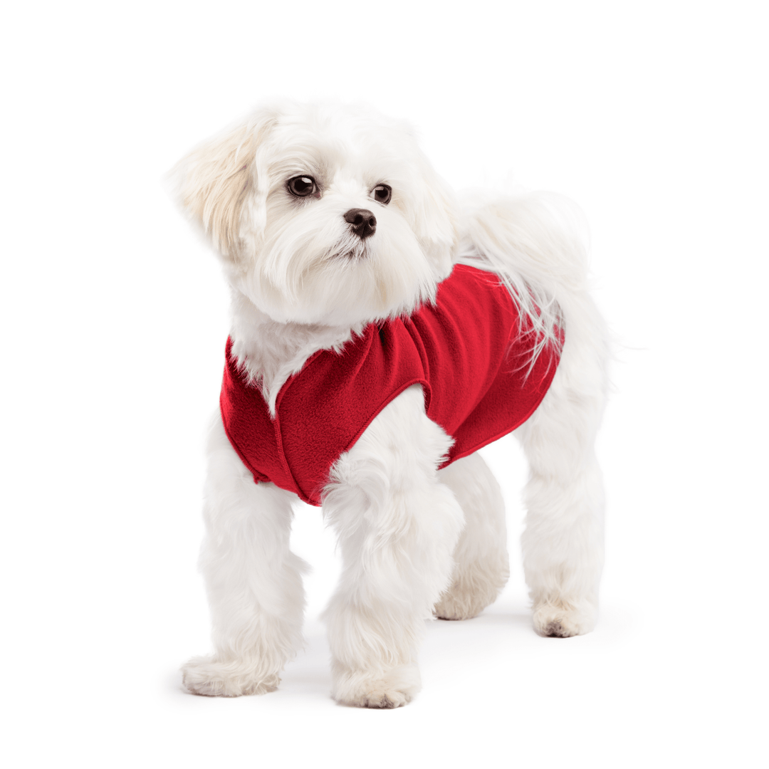 A white maltese dog wearing a red stretch fleece on a white background