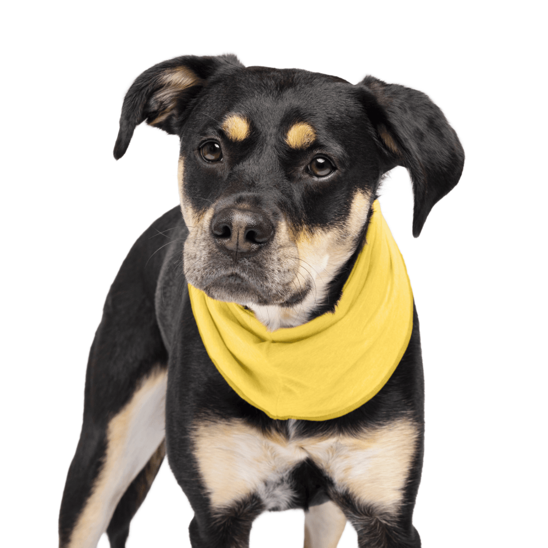 A black and tan dog stands wearing a Butter yellow Sun Snood around its neck in front of a white background