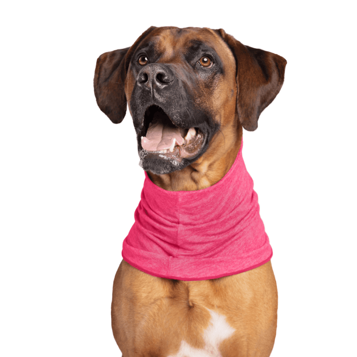 A Rhodesian Ridgeback sits wearing a Flamingo pink Sun Snood around its neck in front of a white background