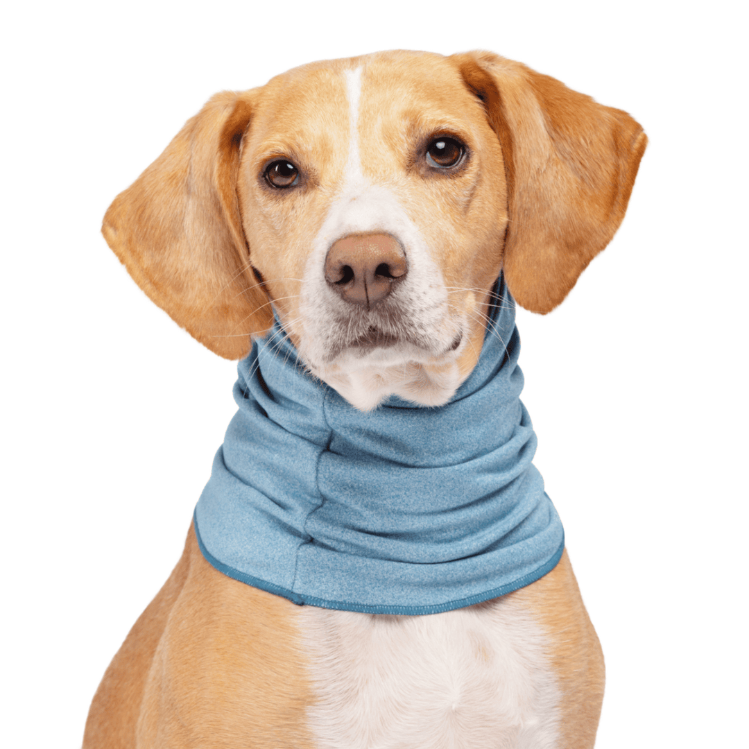 A hound type dog sits wearing an Ocean blue Sun Snood around its neck in front of a white background