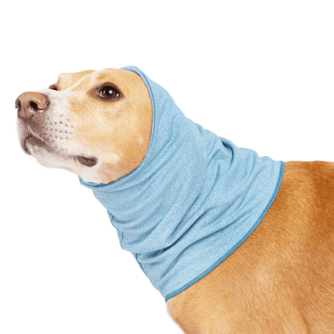 A hound type dog stands wearing an Ocean blue Sun Snood around its neck in front of a white background