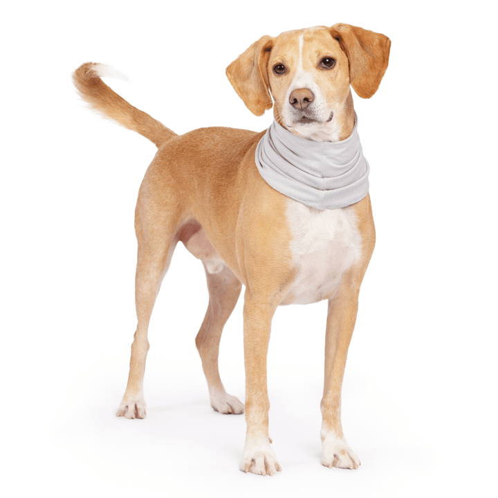 A hound type dog stands wearing a Pebble grey Sun Snood around its neck in front of a white background
