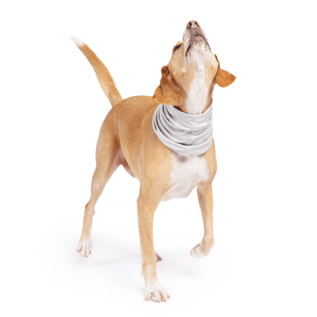 A hound type dog stands howling wearing a Pebble grey Sun Snood around its neck in front of a white background