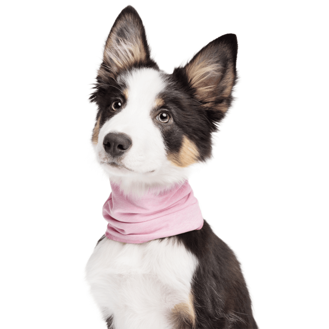 A Border Collie puppy sits wearing a Pink Lemonade Sun Snood around its neck in front of a white background