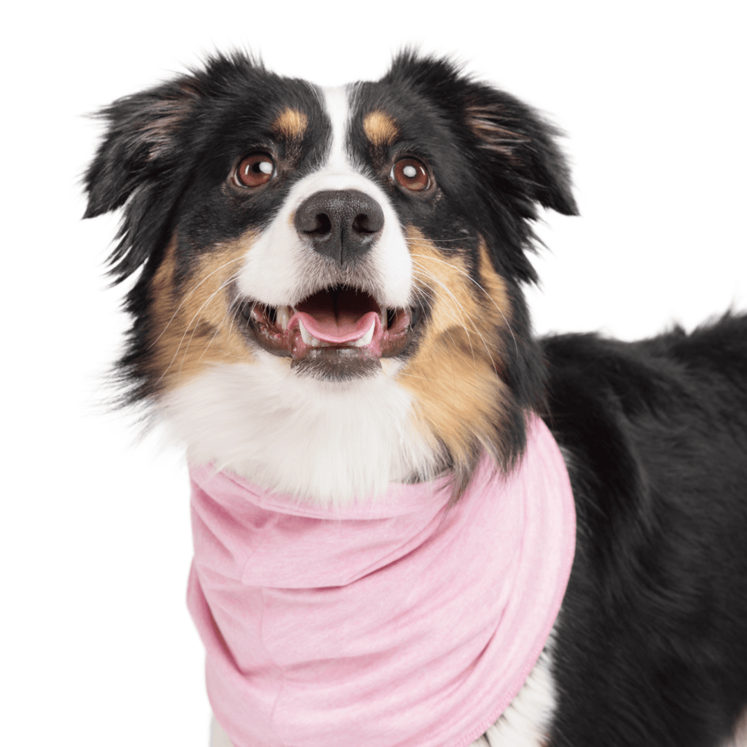 A Mini American Shepherd stands wearing a Pink Lemonade Sun Snood around its neck in front of a white background