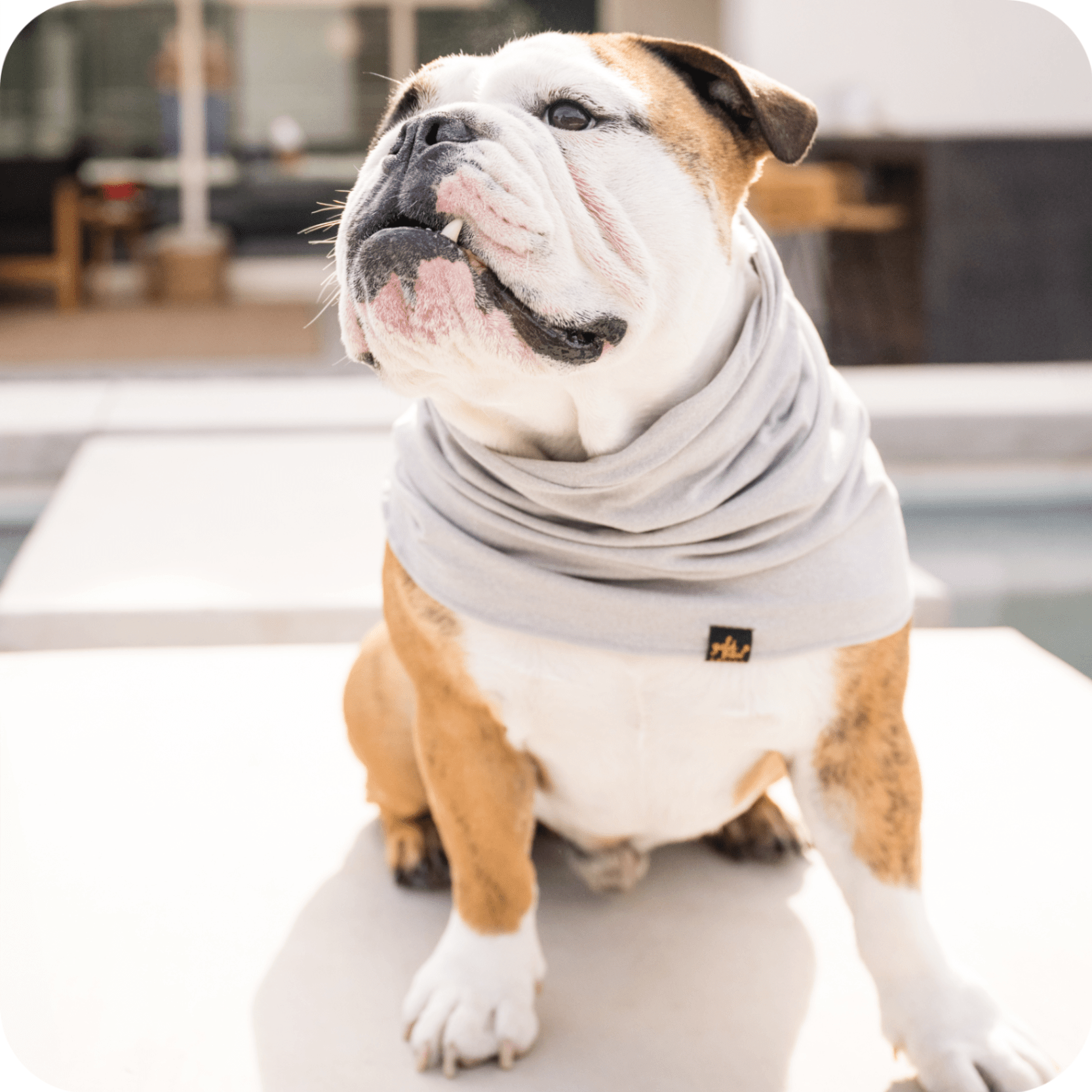 Sun Shield Snood | UV-Blocking | Goldpaw Series