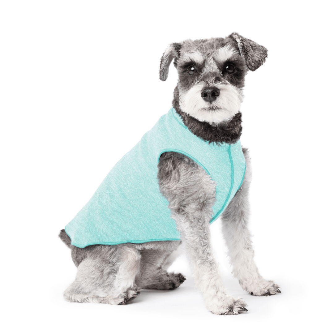 Mini Schnauzer sitting wearing a baja beach blue sun tee on a white background