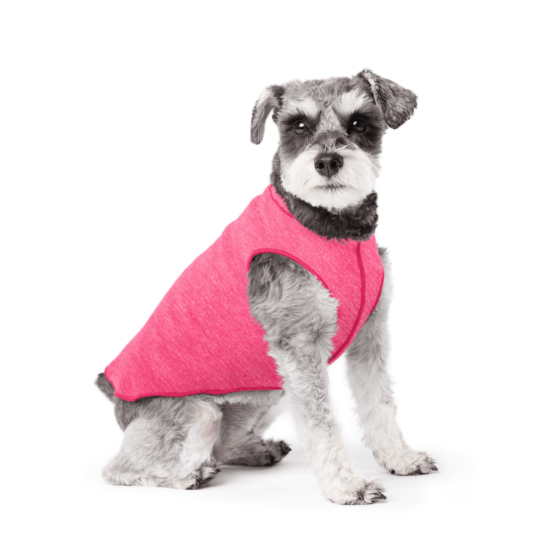 Mini Schnauzer sitting wearing a pink flamingo sun tee on a white background