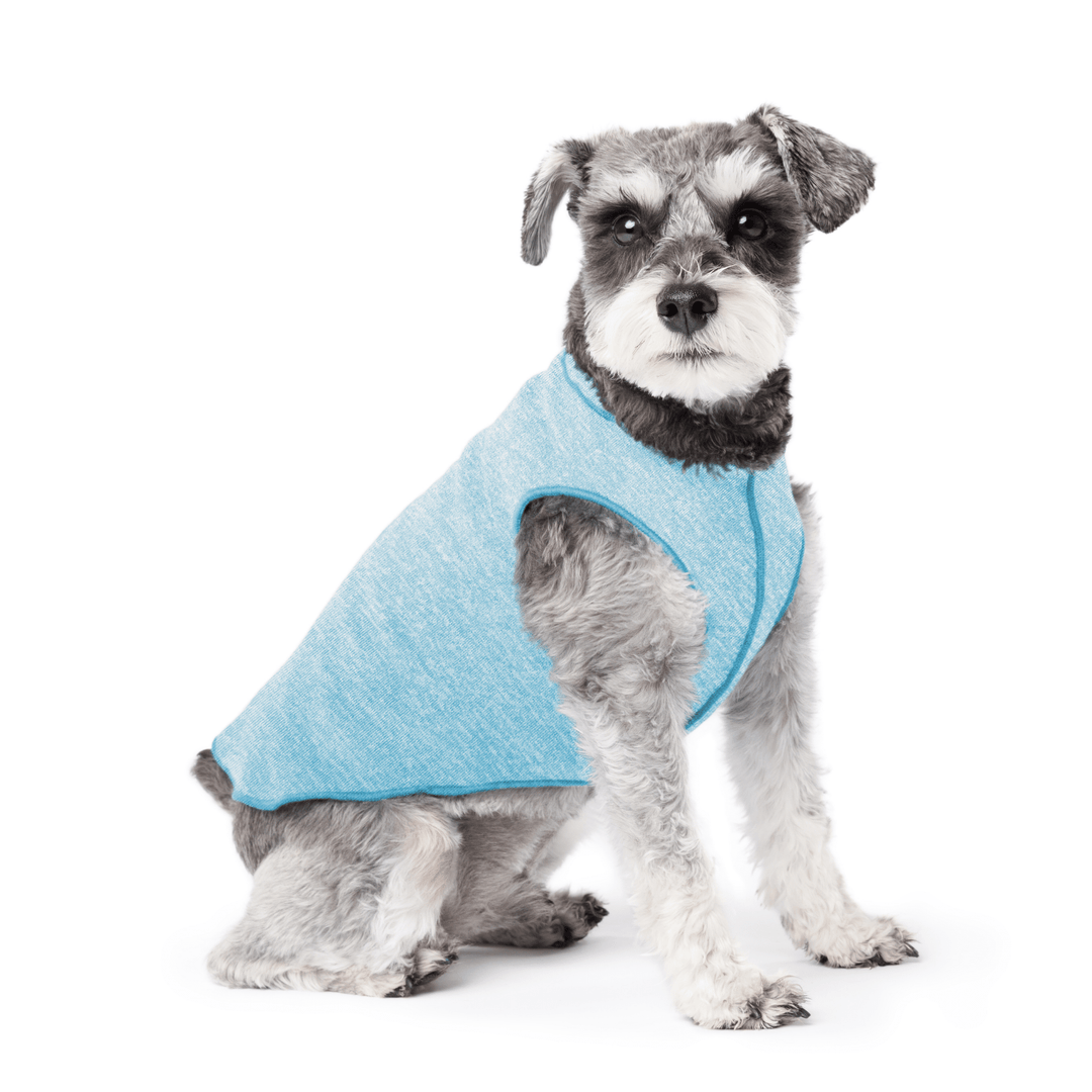 Mini Schnauzer sitting wearing an ocean blue sun tee on a white background