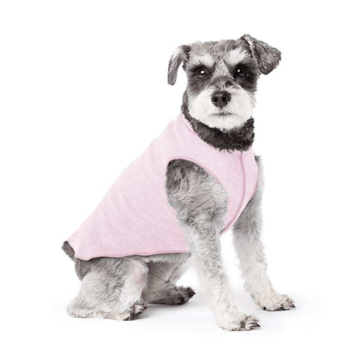 Mini Schnauzer sitting wearing a pink lemonade sun tee on a white background