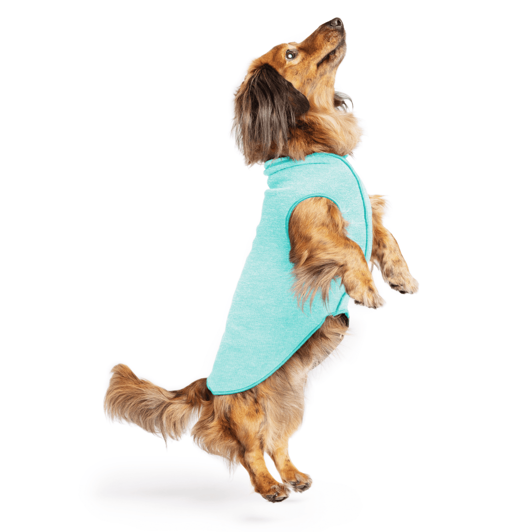 Mini Dachshund jumping wearing a baja beach blue sun tee one a white background