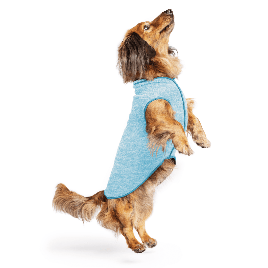 Mini Dachshund jumping wearing a ocean blue sun tee one a white background