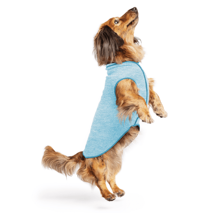 Mini Dachshund jumping wearing a ocean blue sun tee one a white background