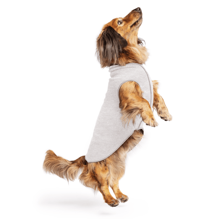 Mini Dachshund jumping wearing a pebble grey sun tee one a white background