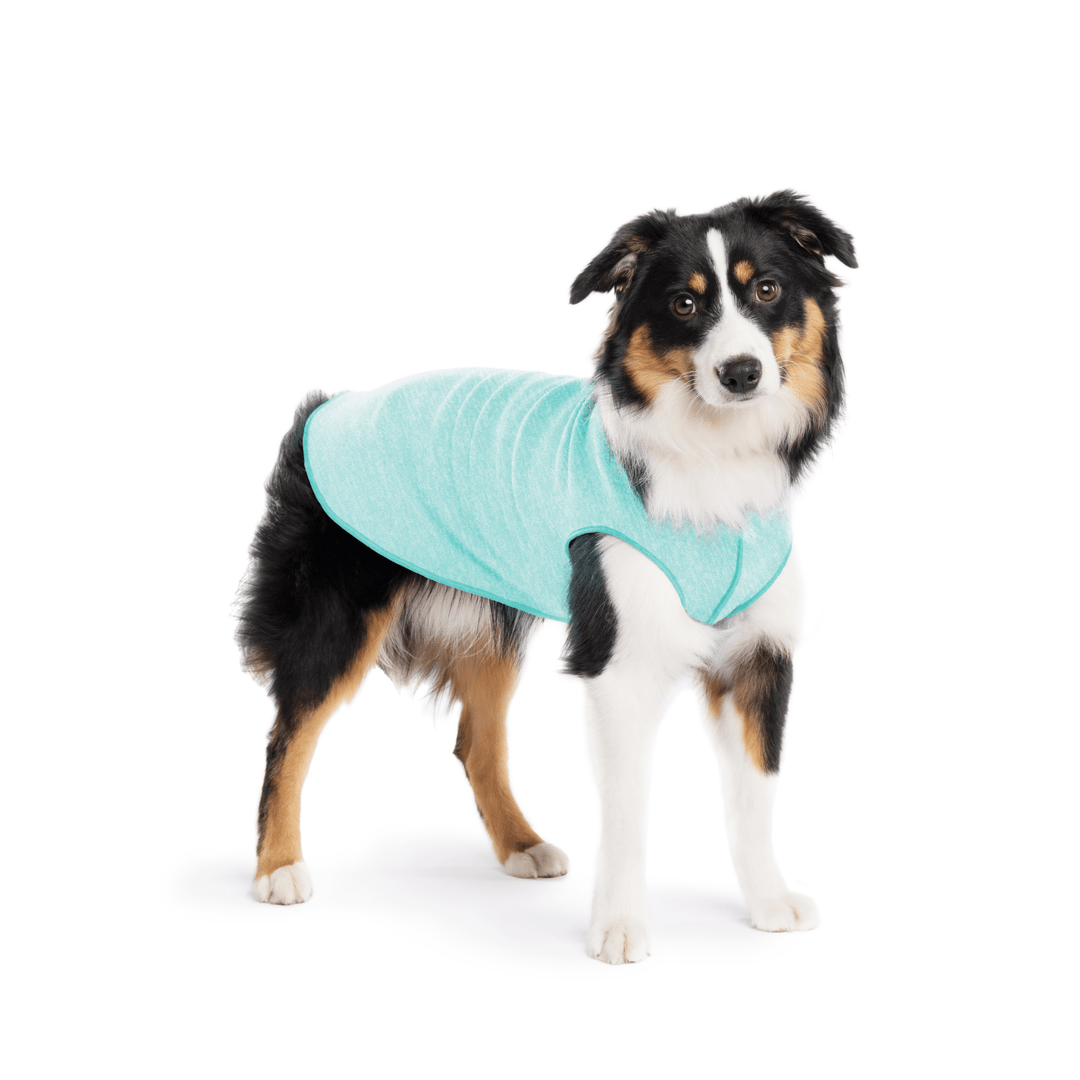 A Mini American Shepherd wearing a baja beach blue sun tee on a white background