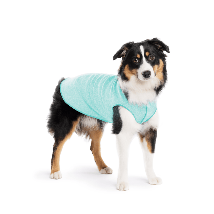 A Mini American Shepherd wearing a baja beach blue sun tee on a white background