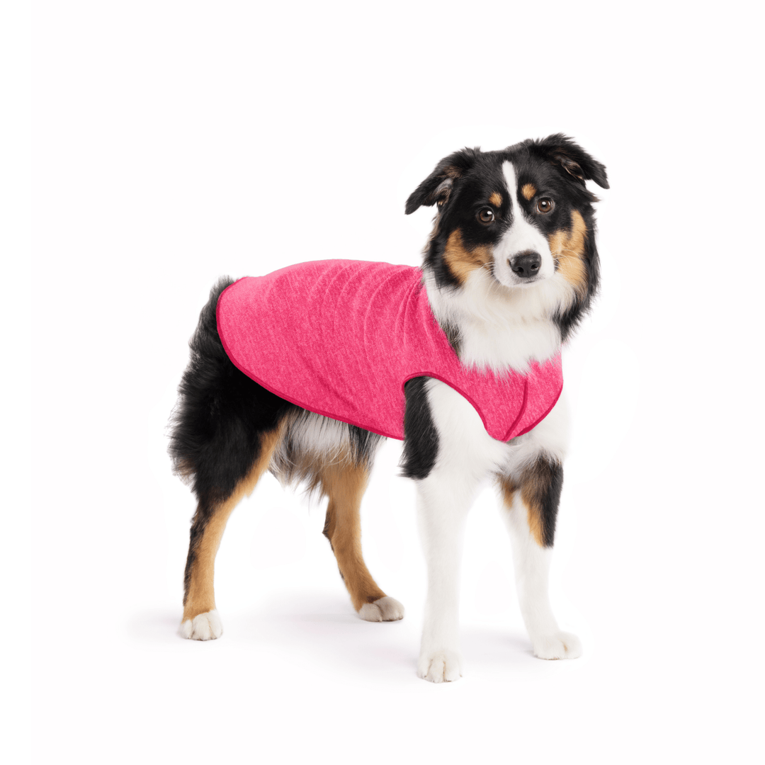 A Mini American Shepherd wearing a flamingo pink sun tee on a white background