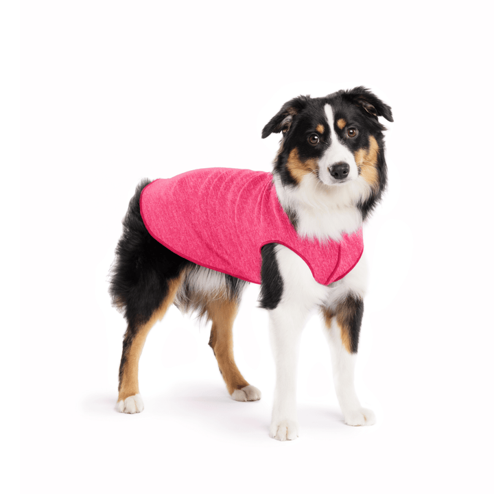 A Mini American Shepherd wearing a flamingo pink sun tee on a white background
