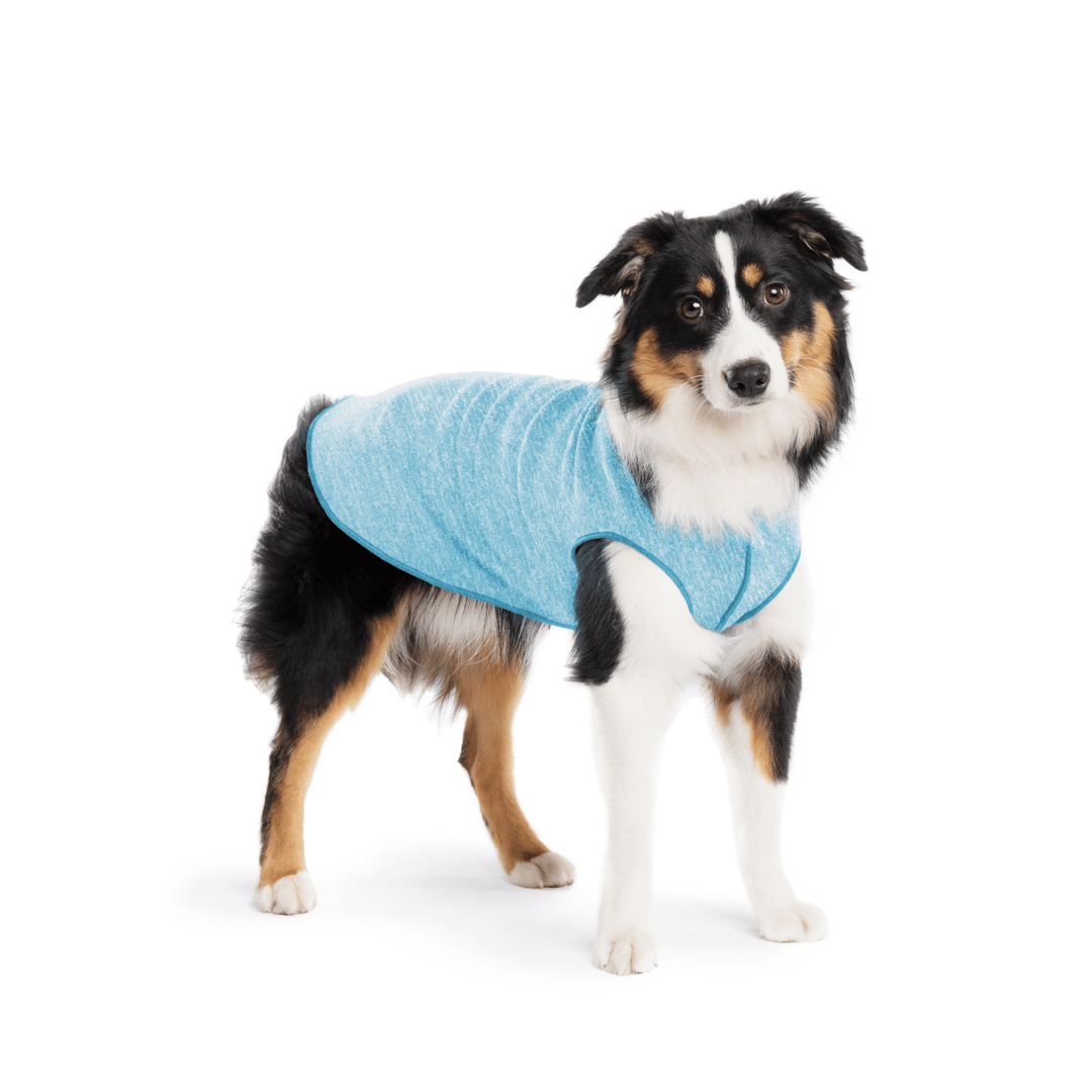 A Mini American Shepherd wearing an ocean blue sun tee on a white background