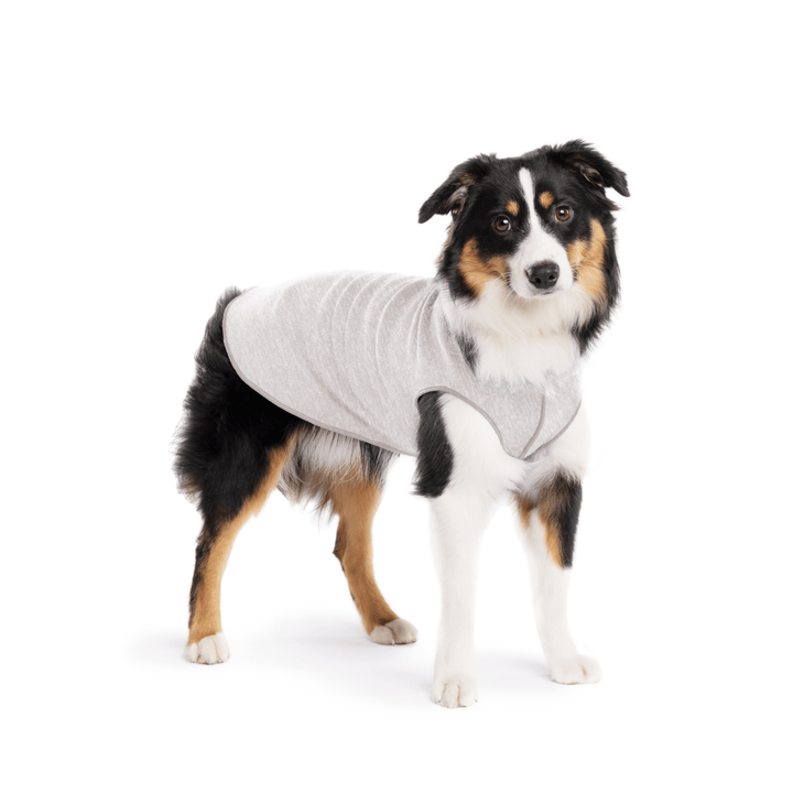A Mini American Shepherd wearing a pebble grey sun tee on a white background