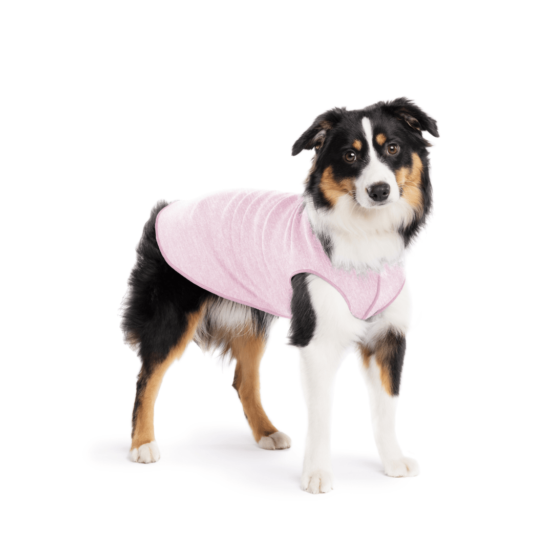 A Mini American Shepherd wearing a pink lemonade sun tee on a white background