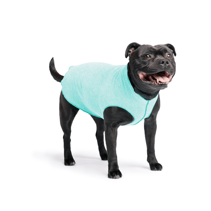 Staffordshire Terrier standing wearing a baja beach blue sun tee on a white background
