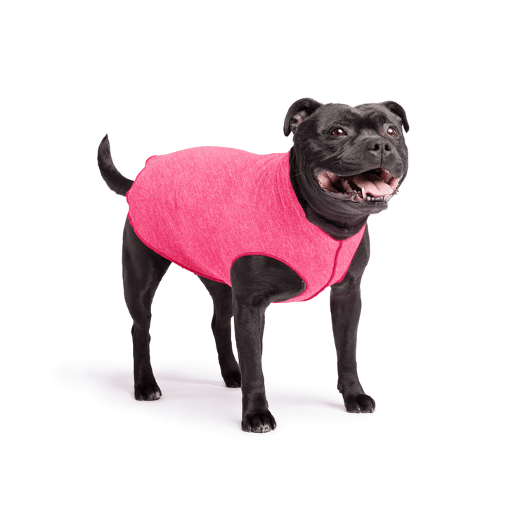 Staffordshire Terrier standing wearing a flamingo pink sun tee on a white background