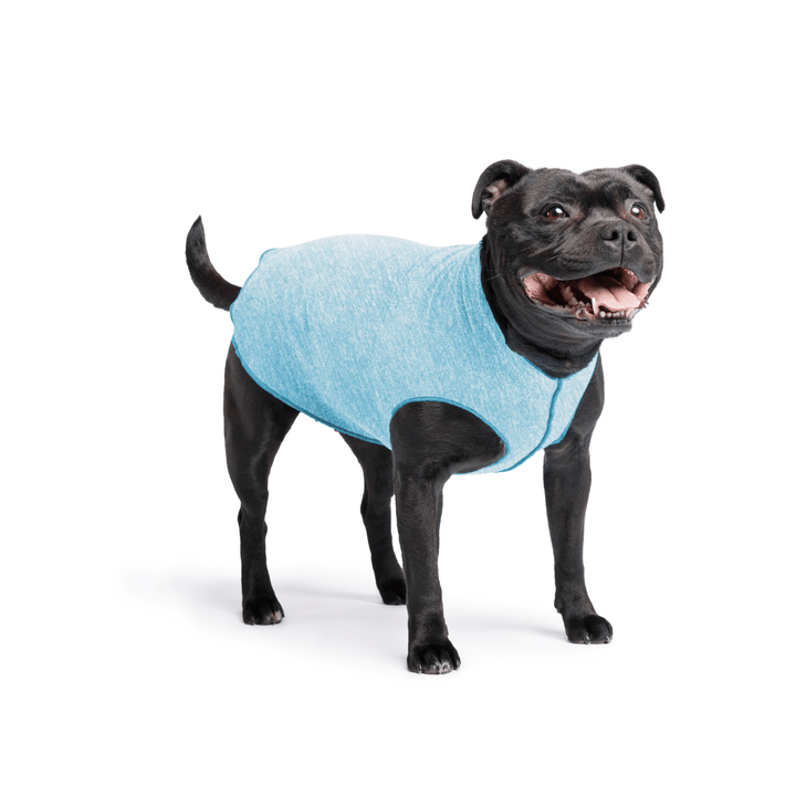 Staffordshire Terrier standing wearing an ocean blue sun tee on a white background