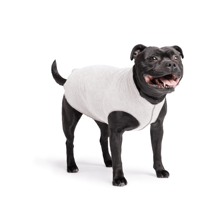 Staffordshire Terrier standing wearing a pebble grey sun tee on a white background