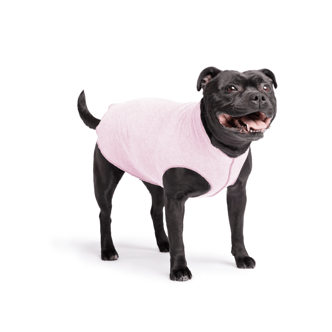 Staffordshire Terrier standing wearing a pink lemonade sun tee on a white background