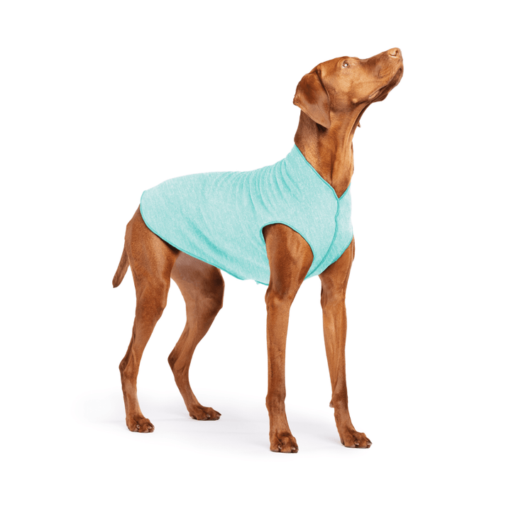 Vizsla is standing wearing a Baja Beach blue Sun Tee on a white background