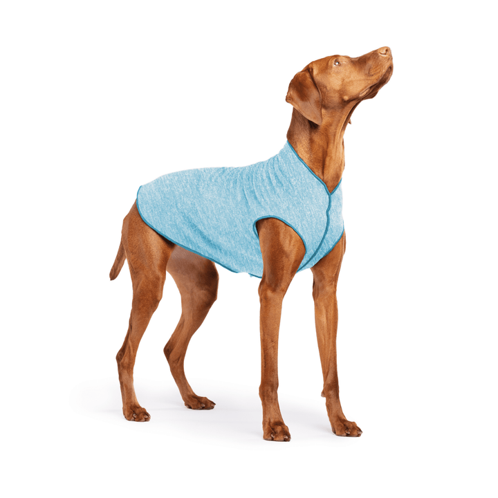 Vizsla is standing wearing an Ocean blue Sun Tee on a white background
