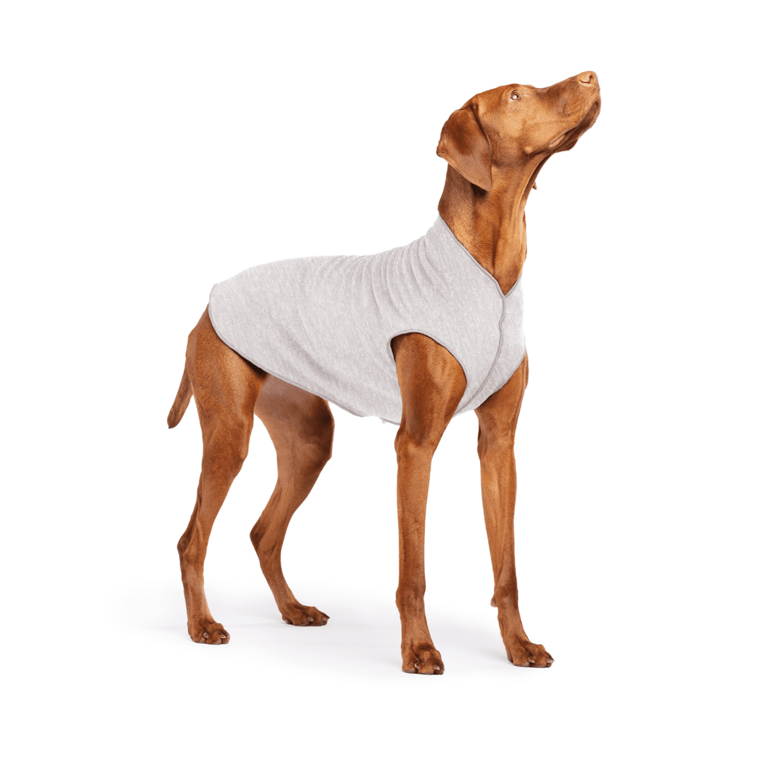 Vizsla is standing wearing a Pebble grey Sun Tee on a white background