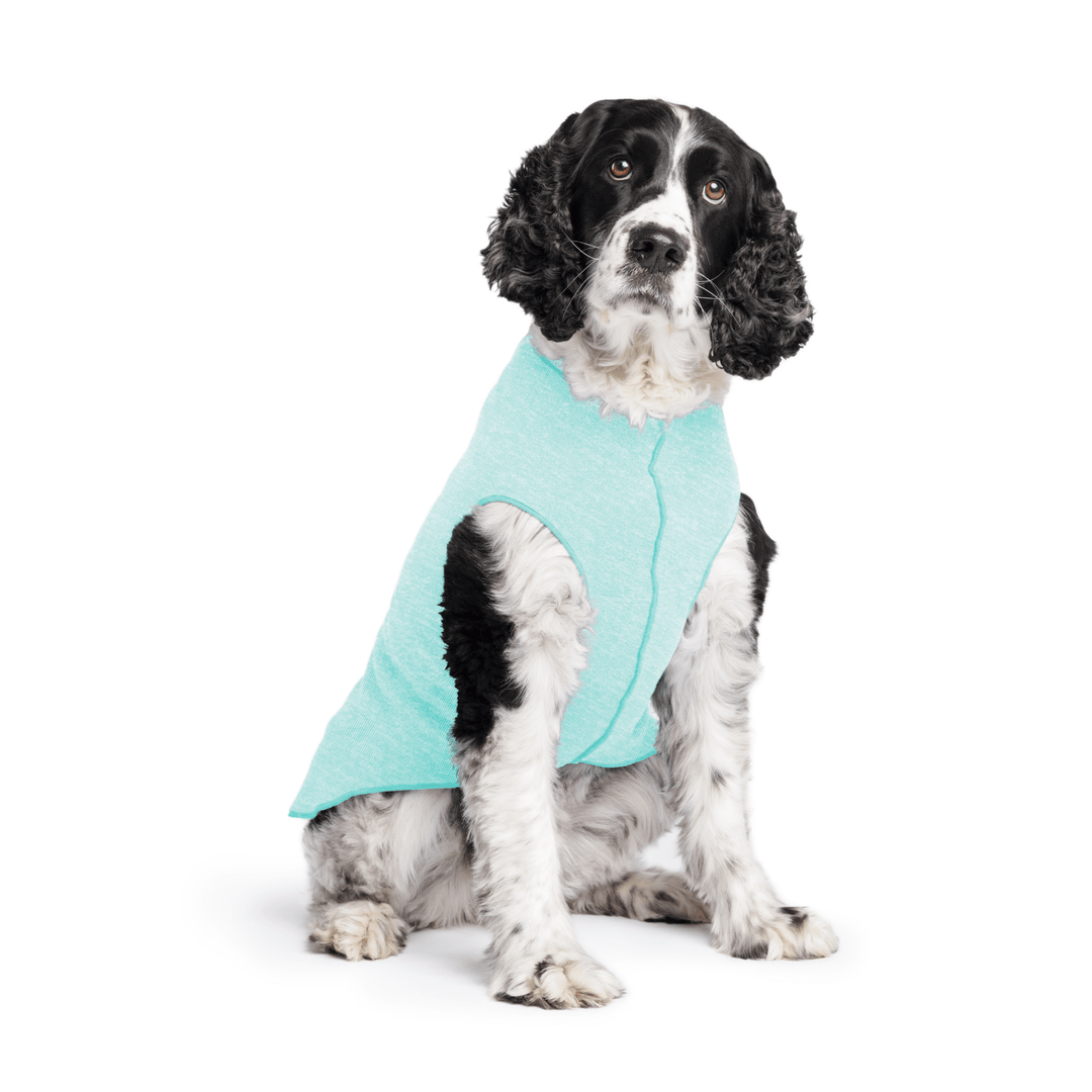 Springer Spaniel is sitting wearing a Baja Beach blue Sun Tee in front of a white background