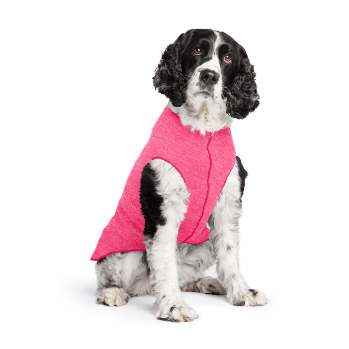 Springer Spaniel is sitting wearing a Flamingo pink Sun Tee in front of a white background