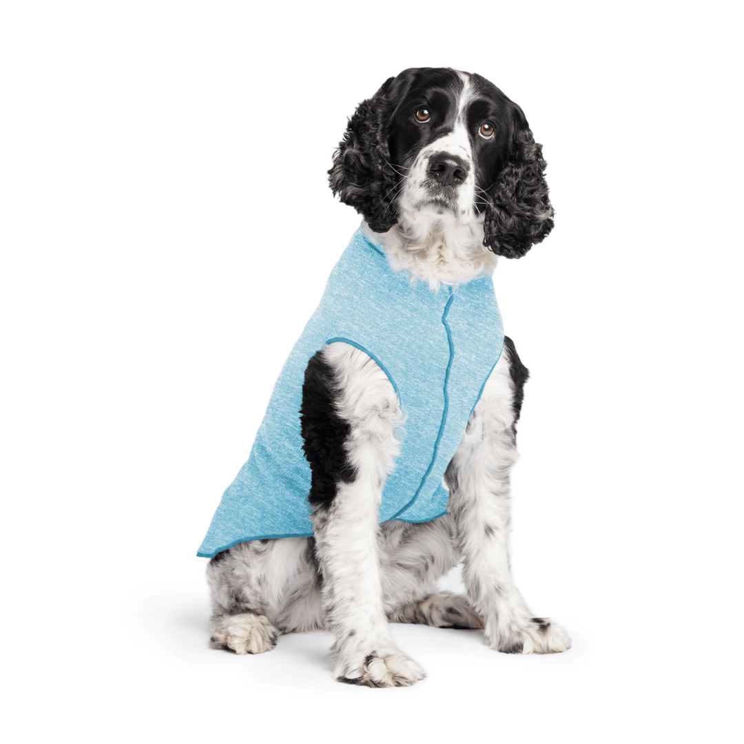 Springer Spaniel is sitting wearing an Ocean blue Sun Tee in front of a white background