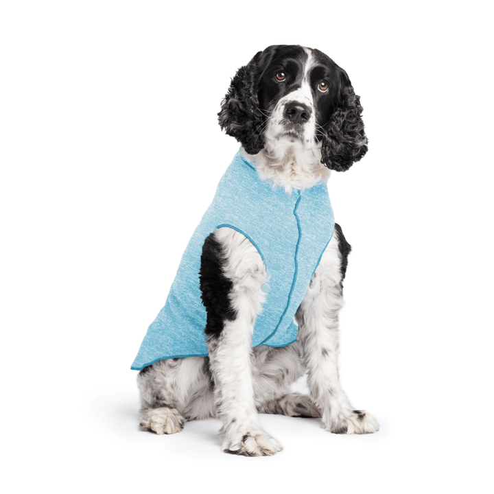 Springer Spaniel is sitting wearing an Ocean blue Sun Tee in front of a white background