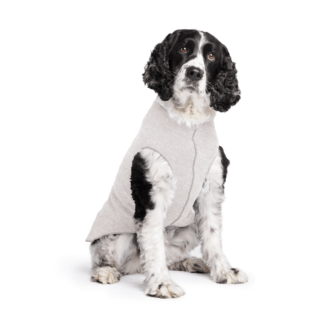 Springer Spaniel is sitting wearing a Pebble grey Sun Tee in front of a white background