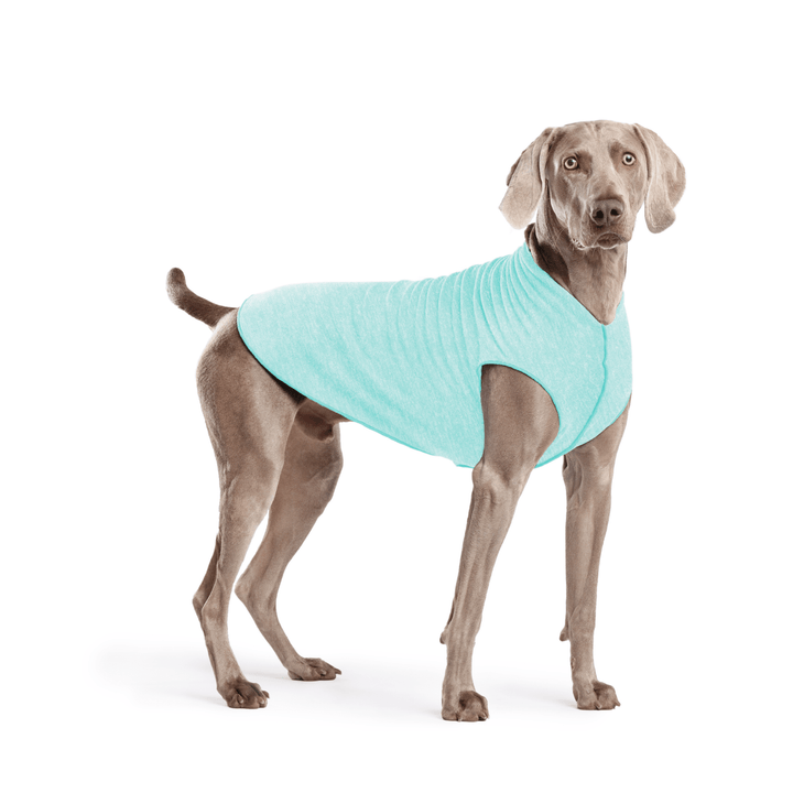 Weimaraner is standing wearing a Baja Beach blue Sun Tee in front of a white background