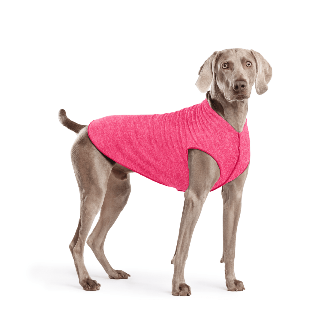 Weimaraner is standing wearing a Flamingo pink Sun Tee in front of a white background