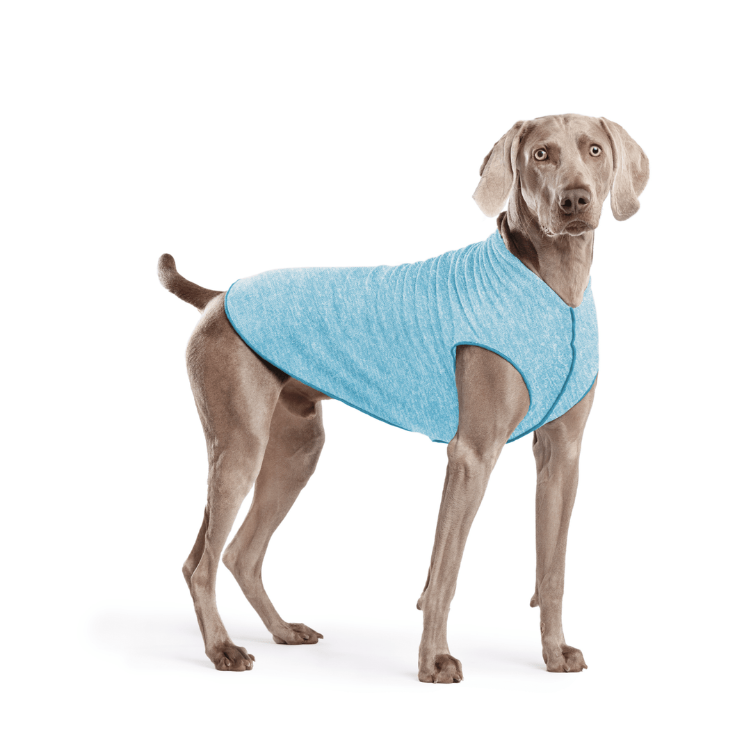Weimaraner is standing wearing an Ocean blue Sun Tee in front of a white background
