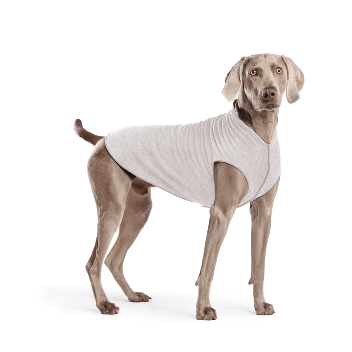 Weimaraner is standing wearing a Pebble grey Sun Tee in front of a white background