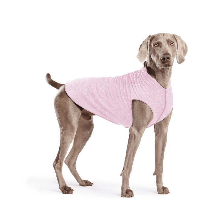 Weimaraner is standing wearing a Pink Lemonade Sun Tee in front of a white background