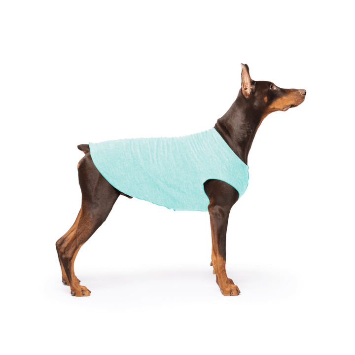 Doberman is standing wearing a Baja Beach blue Sun Tee in front of a white background