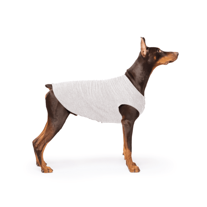 Doberman is standing wearing a Pebble grey Sun Tee in front of a white background