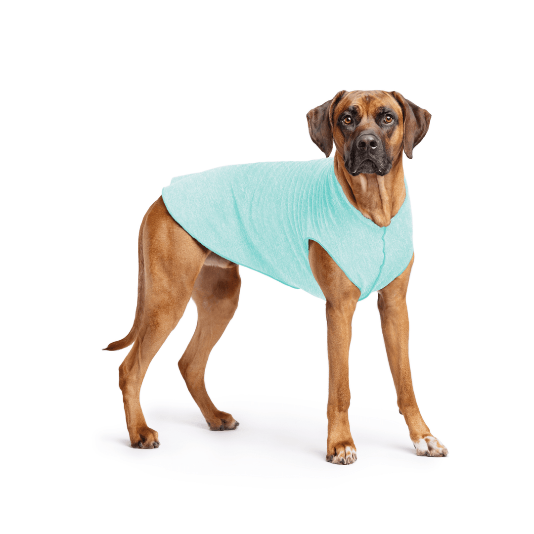 Rhodesian Ridgeback is standing wearing a Baja Beach blue Sun Tee in front of a white background