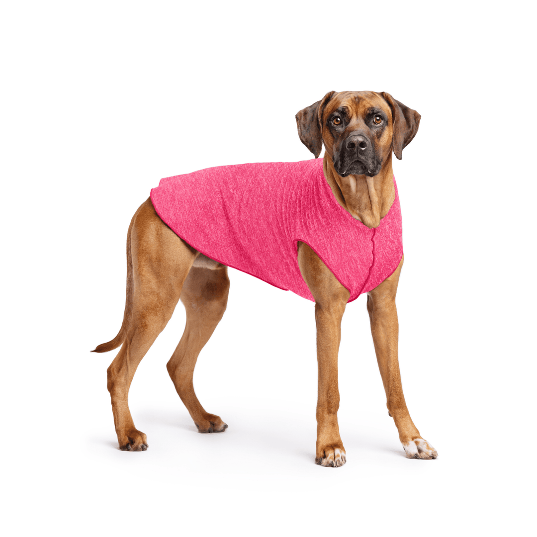 Rhodesian Ridgeback is standing wearing a Flamingo pink Sun Tee in front of a white background