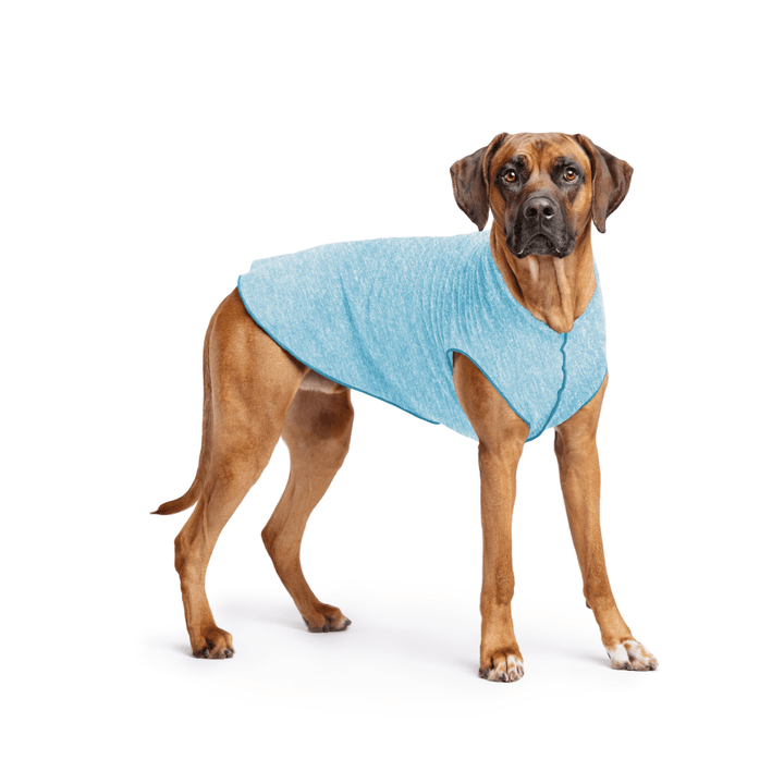 Rhodesian Ridgeback is standing wearing an Ocean blue Sun Tee in front of a white background